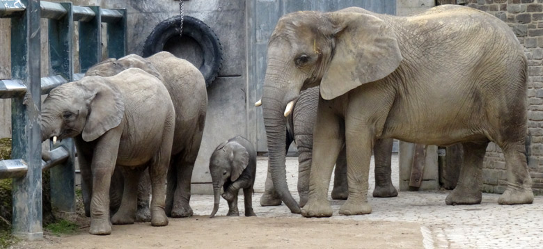 Elefantenkalb Tuffi am 10. April 2016 im Wuppertaler Zoo