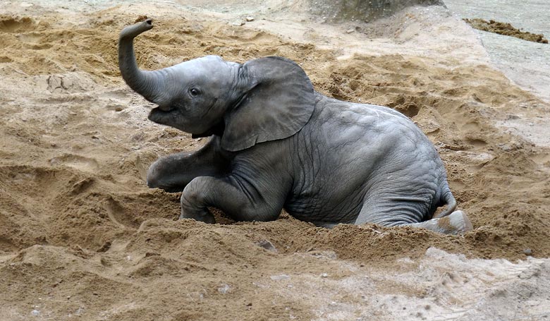 Afrikanisches Elefantenkalb Tuffi im April 2016 im Wuppertaler Zoo.