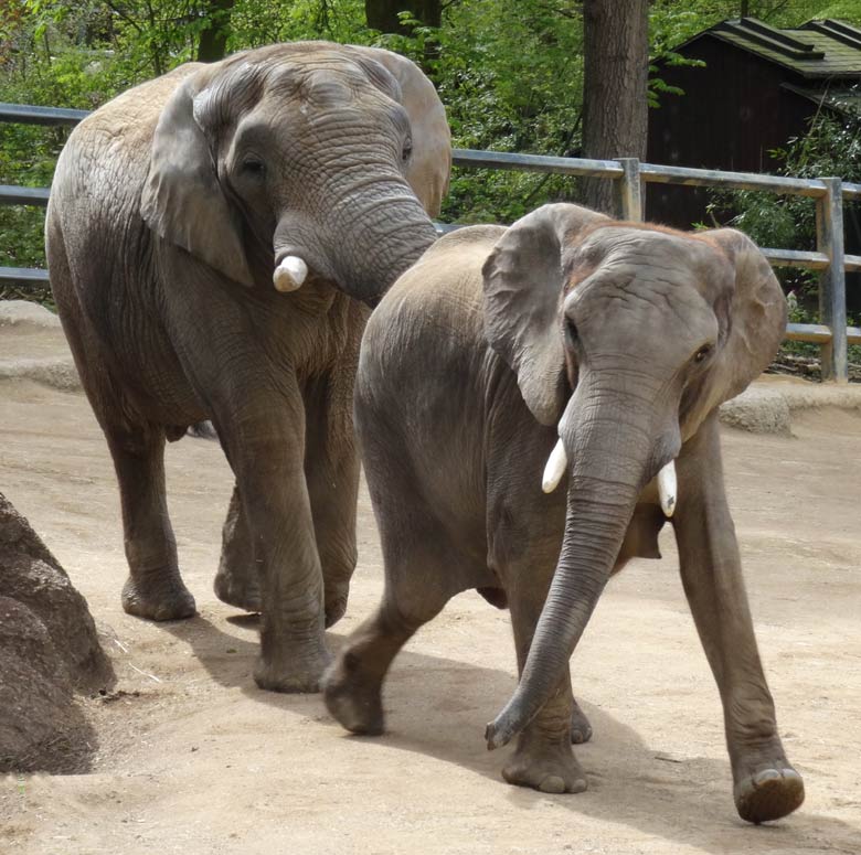 Afrikanische Elefanten am 24. April 2016 im Grünen Zoo Wuppertal
