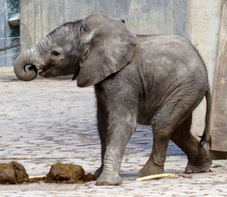 Afrikanisches Elefantenkalb Tuffi im April 2016 im Grünen Zoo Wuppertal