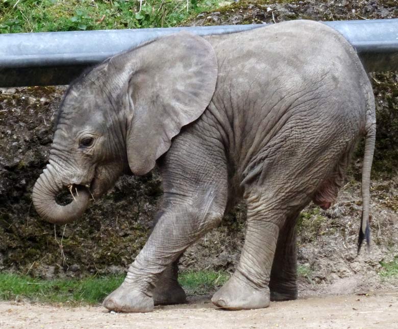 Afrikanisches Elefantenkalb Tuffi im April 2016 im Zoologischen Garten der Stadt Wuppertal