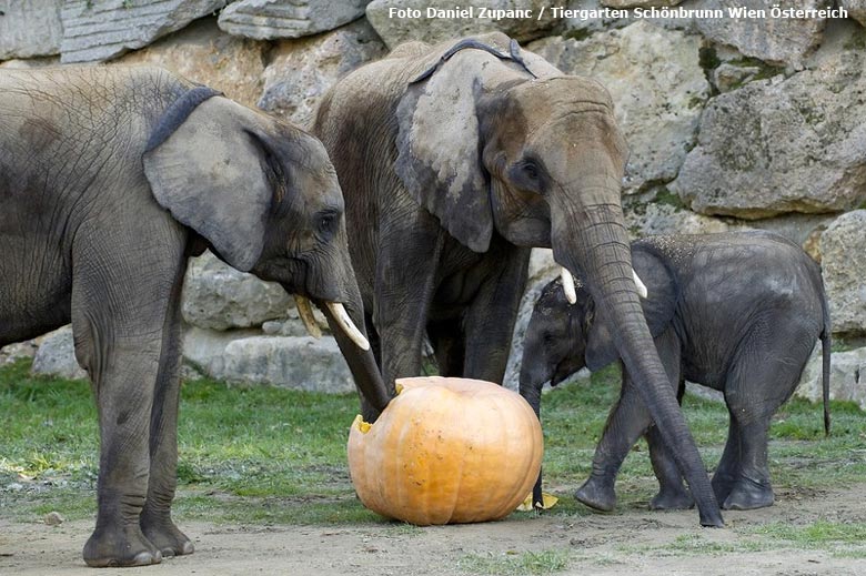 Afrikanische Elefanten KIBO, NUMBI und TULUBA am 19. Oktober 2011 im Tiergarten Schönbrunn in Wien in Österreich (Foto Daniel Zupanc - Tiergarten Schönbrunn Wien Österreich)