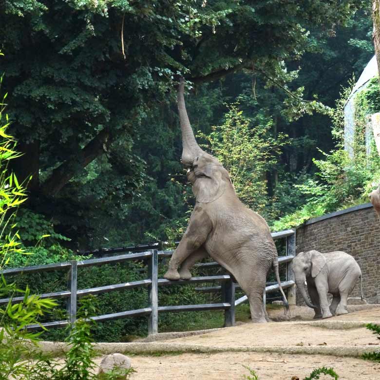 Afrikanischer Elefantenbulle "Tusker" besorgt sich selbst frisches Grün im Grünen Zoo Wuppertal