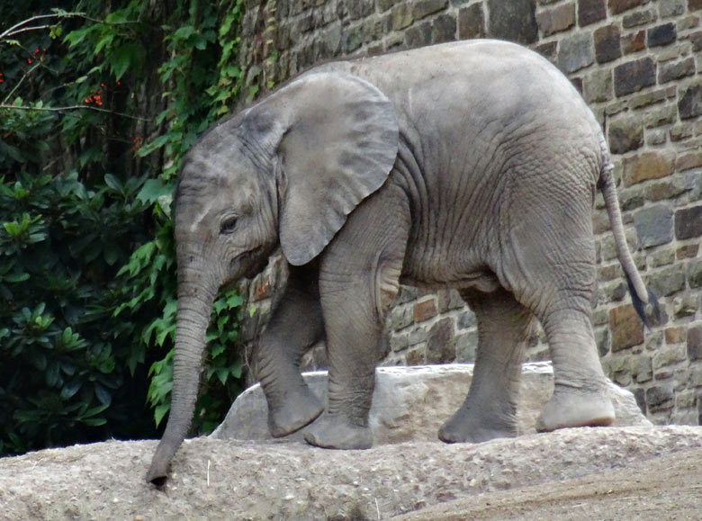 Afrikanisches Elefanten-Jungtier "Tuffi" im August 2016 auf der großen Elefanten-Außenanlage im Zoologischen Garten der Stadt Wuppertal