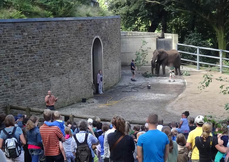 Zoodirektor Dr. Arne Lawrenz bei der kommentierten Elefantenpflege beim Elefantentag im Zoo Wuppertal am 13. August 2016