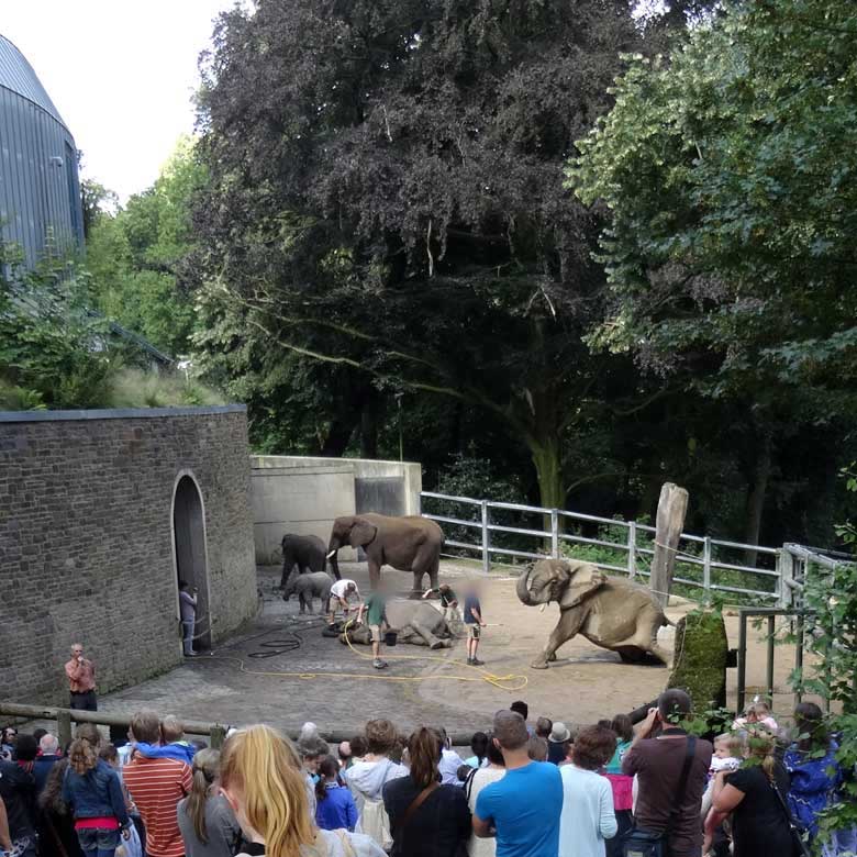 Morgendliche Waschroutine auf dem Waschplatz im oberen Bereich der Außenanlage beim Elefantentag im Zoologischen Garten der Stadt Wuppertal am 13. August 2016