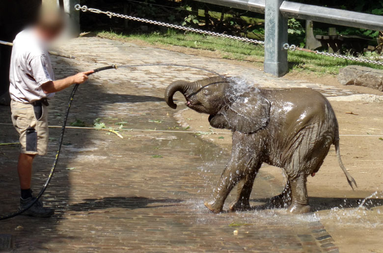 Publikumsliebling Tuffi beim Elefantentag im Wuppertaler Zoo am 13. August 2016