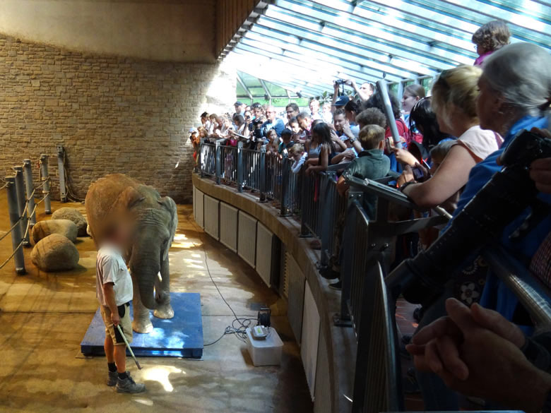 Elefantenwiegen im Elefantenhaus beim Elefantentag im Zoo Wuppertal am 13. August 2016
