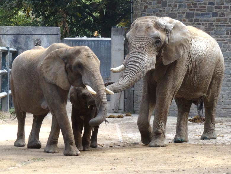 Afrikanischer Elefantenbulle TUSKER am 17. September 2016 mit Elefantenkuh und Elefantenkalb auf der Bullenanlage im Grünen Zoo Wuppertal