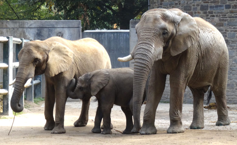 Afrikanischer Elefantenbulle TUSKER am 17. September 2016 mit Elefantenkuh und Elefantenkalb auf der Bullenanlage im Zoologischen Garten Wuppertal