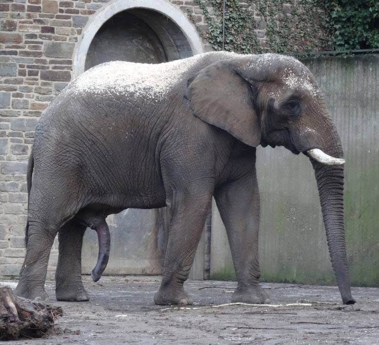 Afrikanischer Elefantenbulle Tusker am 27. Dezember 2016 auf der Bullenanlage für Afrikanische Elefanten im Zoologischen Garten der Stadt Wuppertal