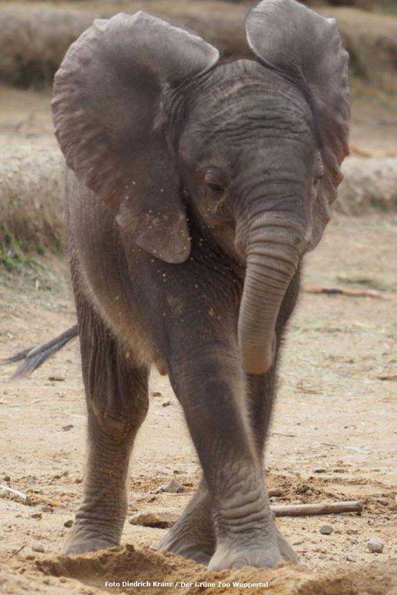 Elefanten-Jungtier TUFFI 2016 im Grünen Zoo Wuppertal (Foto Diedrich Kranz - Der Grüne Zoo Wuppertal)