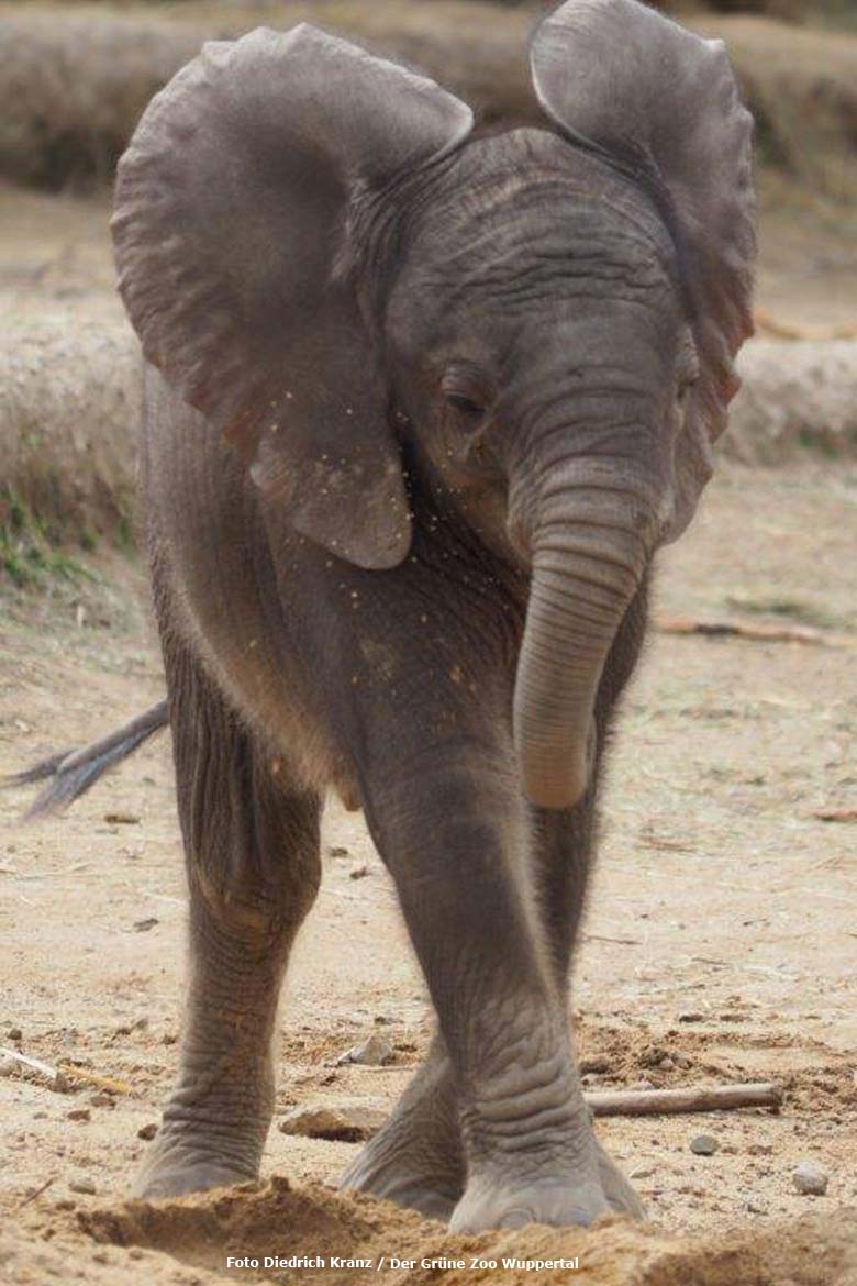 Elefanten-Jungtier TUFFI 2016 im Grünen Zoo Wuppertal (Foto Diedrich Kranz - Der Grüne Zoo Wuppertal)