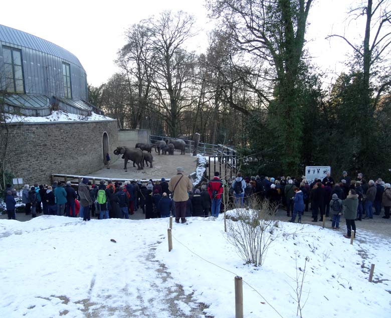 Afrikanische Elefanten am 21. Januar 2017 im Zoologischen Garten der Stadt Wuppertal