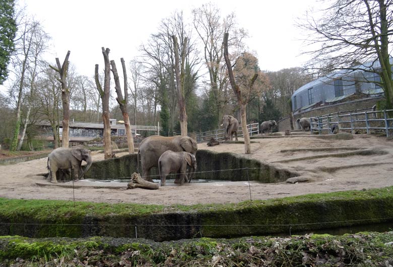 Afrikanischer Elefantenbulle TUSKER am 2. Februar 2017 mit der Elefantenfamilie im Zoologischen Garten der Stadt Wuppertal