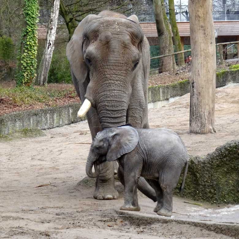 Afrikanischer Elefantenbulle TUSKER mit Elefanten-Jungtier TUFFI am 2. Februar 2017 im Wuppertaler Zoo