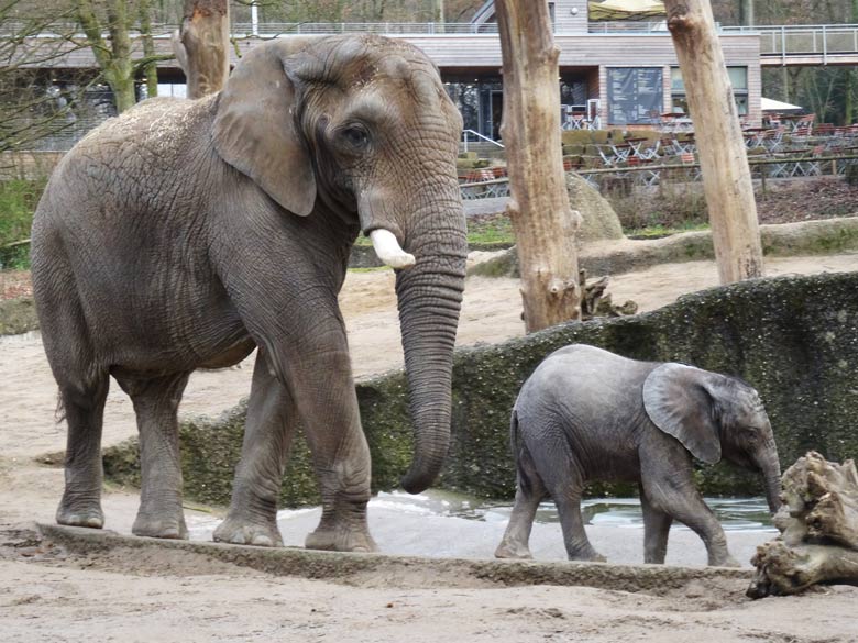 Afrikanischer Elefantenbulle TUSKER mit Elefanten-Jungtier TUFFI am 2. Februar 2017 im Wuppertaler Zoo