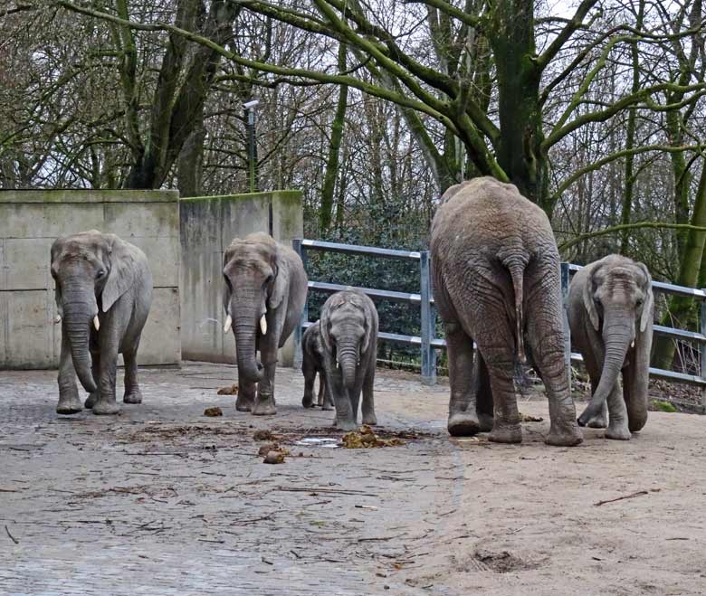 Afrikanischer Elefantenbulle TUSKER am 5. Februar 2017 auf dem Rückweg in das Bullengehege im Grünen Zoo Wuppertal