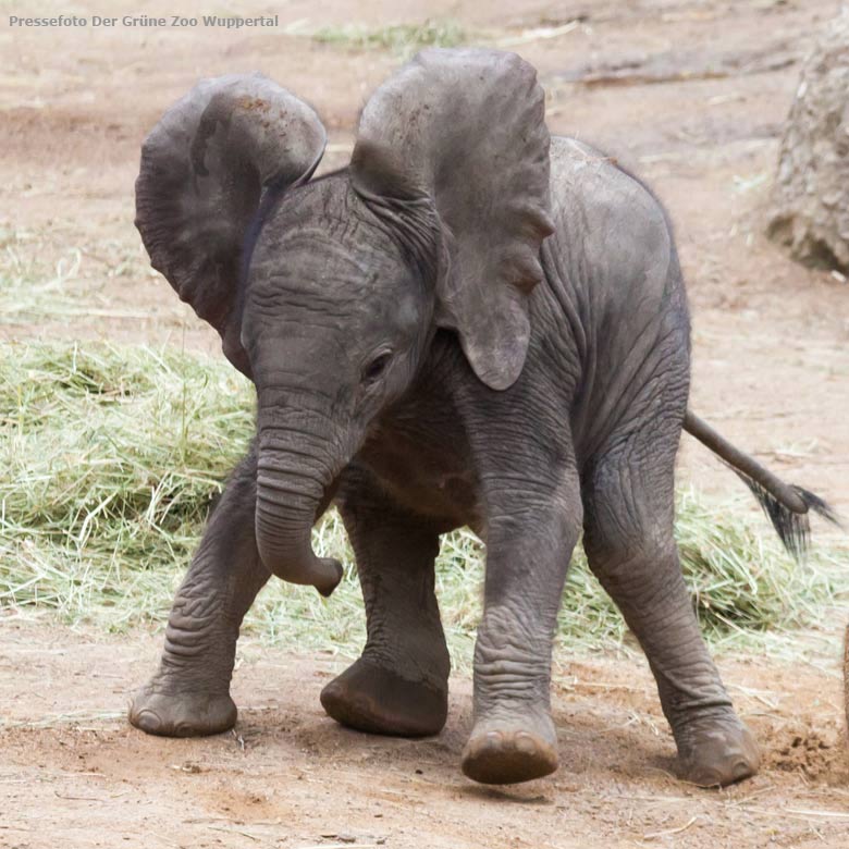 Afrikanisches Elefanten-Jungtier "Tuffi" im Zoologischen Garten der Stadt Wuppertal (Pressefoto Der Grüne Zoo Wuppertal)