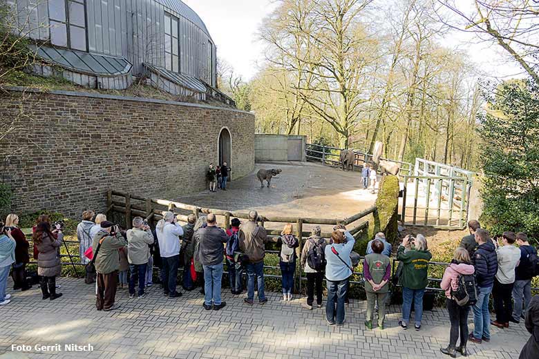 Afrikanisches Elefanten-Jungtier "Tuffi" am 16. März 2017 im Zoologischen Garten der Stadt Wuppertal (Foto Gerrit Nitsch)