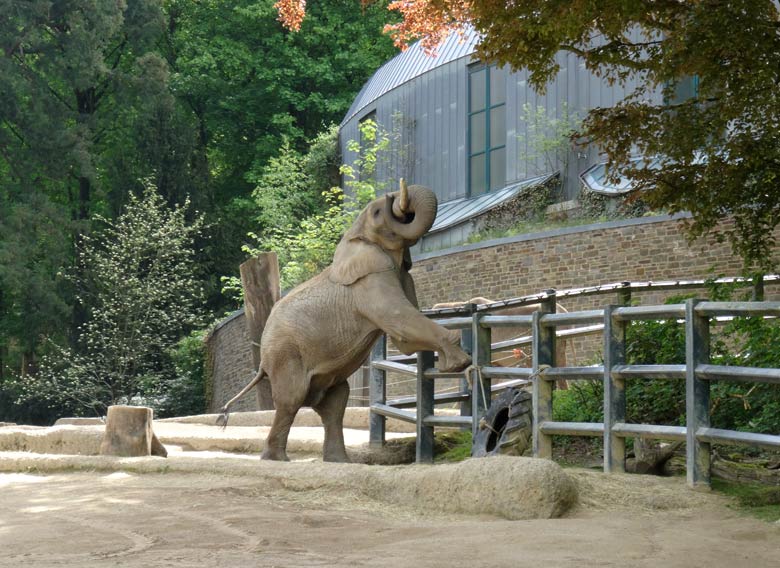 Afrikanischer Elefantenbulle TUSKER am 13. Mai 2017 im Grünen Zoo Wuppertal