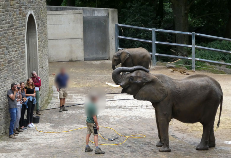 Elefanten-Wäsche am 25. Juni 2017 auf der oberen Außenanlage für Afrikanische Elefanten im Zoologischen Garten der Stadt Wuppertal