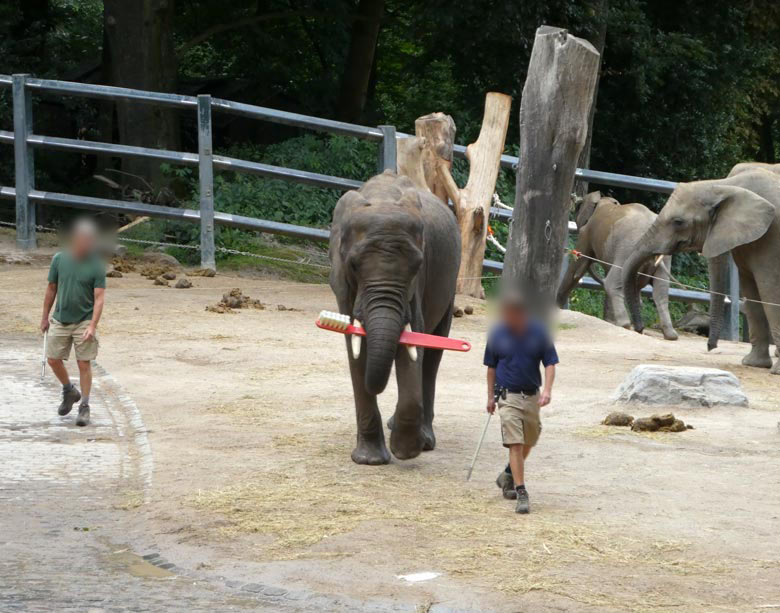 Elefanten-Kuh mit einer elefantösen Zahnbürste am 25. Juni 2017 auf der oberen Außenanlage für Afrikanische Elefanten im Wuppertaler Zoo