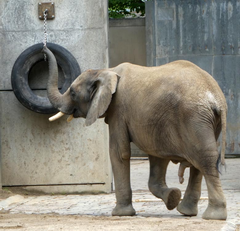 Afrikanischer Elefanten-Jungbulle am 23. Juli 2017 auf der Bullen-Außenanlage im Zoologischen Garten der Stadt Wuppertal