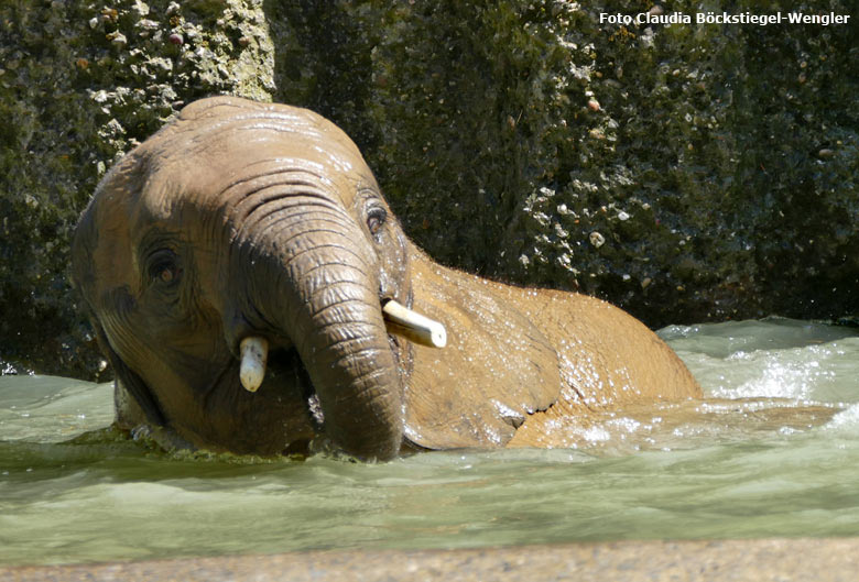 Afrikanischer Elefant am 26. Juli 2017 im Wasser auf der großen Freianlage für Elefanten im Grünen Zoo Wuppertal (Foto Claudia Böckstiegel-Wengler)