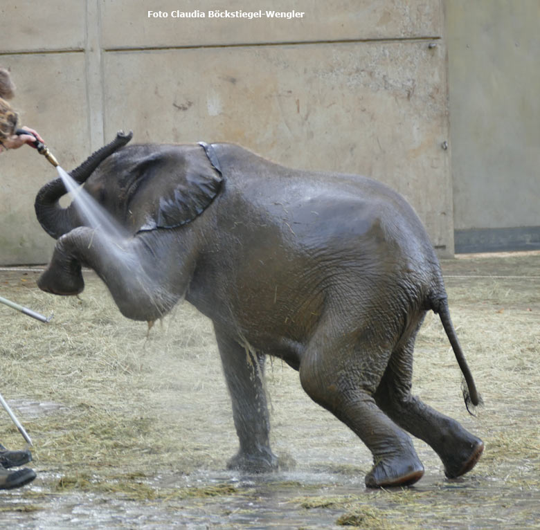 Afrikanisches Elefanten-Jungtier TUFFI am 19. Oktober 2017 beim Duschen auf der Außenanlage im Zoologischen Garten der Stadt Wuppertal (Foto Claudia Böckstiegel-Wengler)