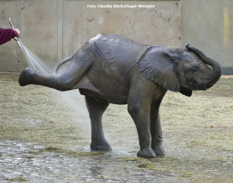 Afrikanisches Elefanten-Jungtier TUFFI am 19. Oktober 2017 beim Duschen auf der Außenanlage im Zoo Wuppertal (Foto Claudia Böckstiegel-Wengler)