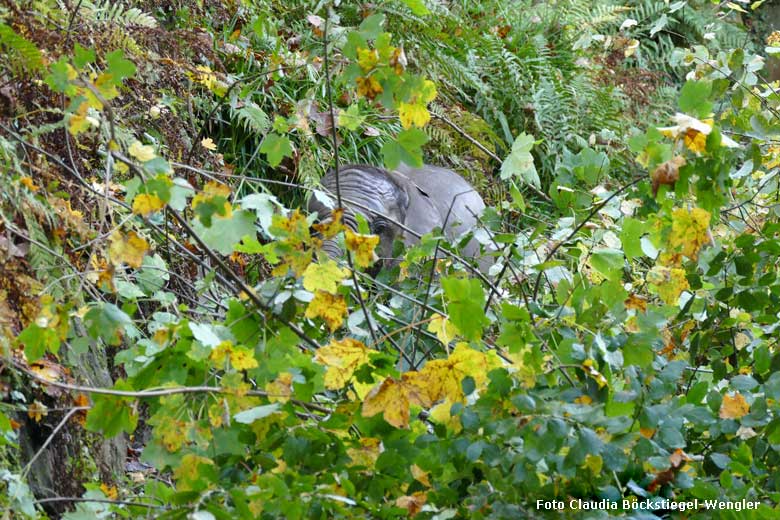Afrikanisches Elefanten-Jungtier TUFFI am 19. Oktober 2017 auf dem Besucherweg an der Bullenanlage für Afrikanische Elefanten im Grünen Zoo Wuppertal (Foto Claudia Böckstiegel-Wengler)