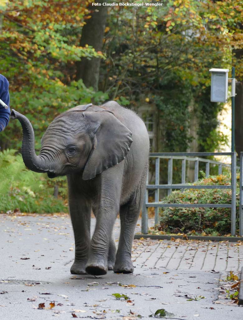 Afrikanisches Elefanten-Jungtier TUFFI am 19. Oktober 2017 auf dem Besucherweg an der Bullenanlage für Afrikanische Elefanten im Grünen Zoo Wuppertal (Foto Claudia Böckstiegel-Wengler)
