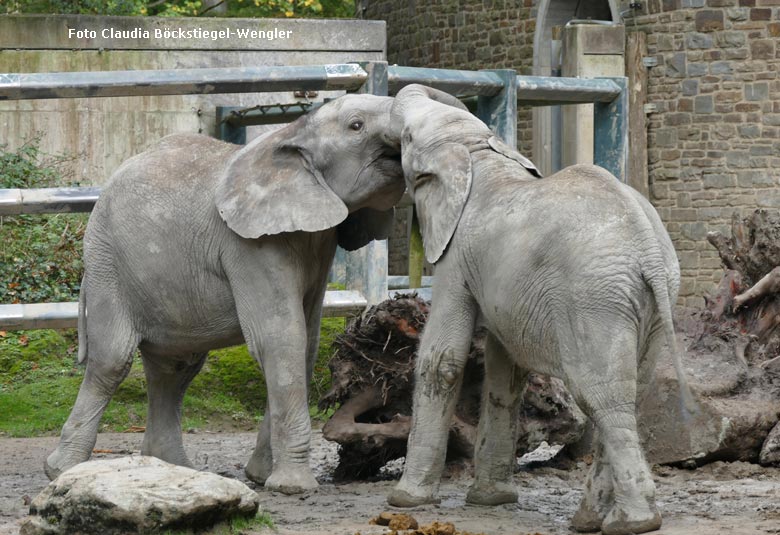 Die Elefanten-Jungbullen MOYO und JOGI rangeln miteinander am 26. Oktober 2017 im Zoologischen Garten Wuppertal (Foto Claudia Böckstiegel-Wengler)
