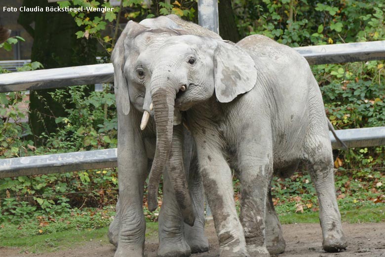 Rangelei der Elefanten-Jungbullen MOYO und JOGI am 26. Oktober 2017 im Wuppertaler Zoo (Foto Claudia Böckstiegel-Wengler)