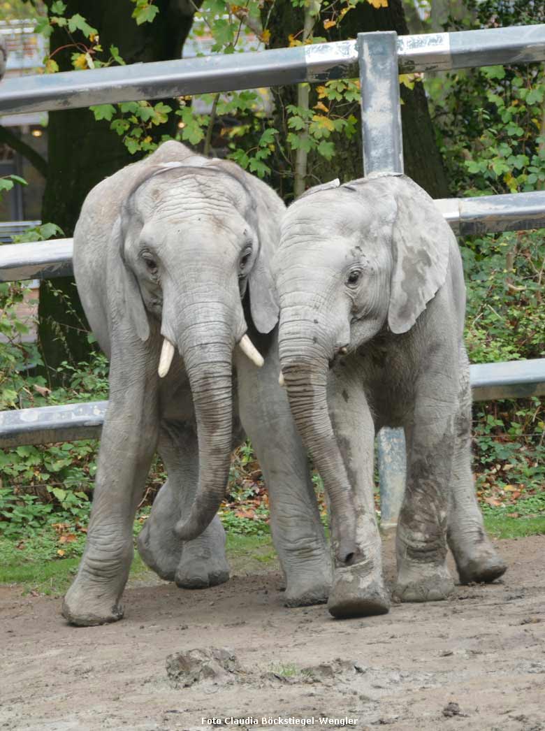 Die Elefanten-Jungbullen MOYO und JOGI am 26. Oktober 2017 im Zoo Wuppertal (Foto Claudia Böckstiegel-Wengler)