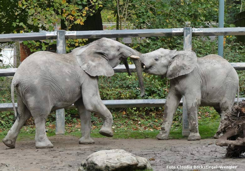 Die Elefanten-Jungbullen MOYO und JOGI rangeln miteinander am 26. Oktober 2017 im Grünen Zoo Wuppertal (Foto Claudia Böckstiegel-Wengler)