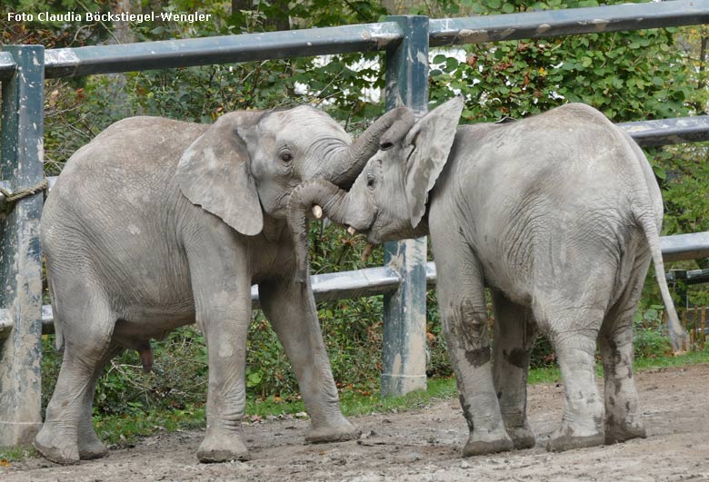 Rangelei der Elefanten-Jungbullen MOYO und JOGI am 26. Oktober 2017 im Zoologischen Garten der Stadt Wuppertal (Foto Claudia Böckstiegel-Wengler)