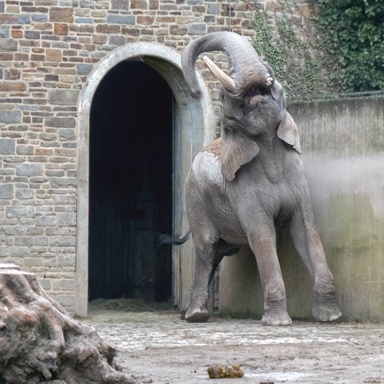 Afrikanischer Elefantenbulle Tusker am 30. Oktober 2017 auf der Außenanlage im Grünen Zoo Wuppertal