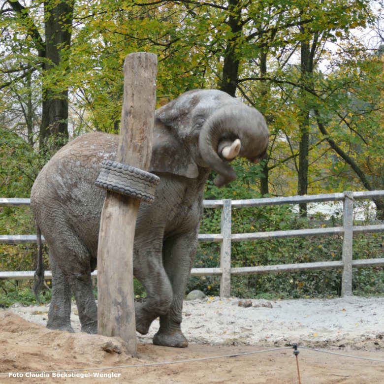 Afrikanischer Elefanten-Bulle TUSKER am 9. November 2017 auf der Bullen-Außenanlage am Elefantenhaus im Zoologischen Garten der Stadt Wuppertal (Foto Claudia Böckstiegel-Wengler)