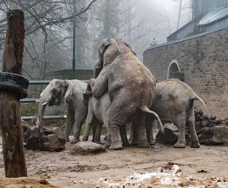 Paarung bei den Afrikanischen Elefanten am 17. Dezember 2017 auf der Außenanlage im Wuppertaler Zoo