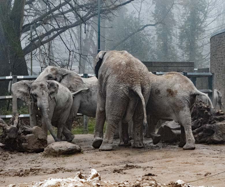 Afrikanische Elefanten am 17. Dezember 2017 nach der Paarung auf der Außenanlage im Grünen Zoo Wuppertal