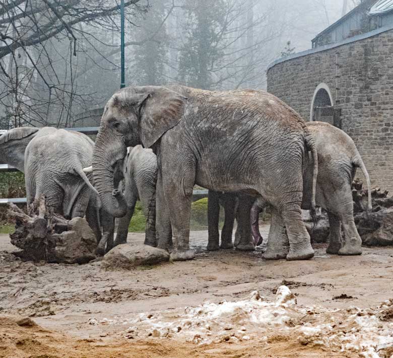 Afrikanischer Elefanten-Bulle TUSKER nach der Paarung am 17. Dezember 2017 auf der Außenanlage im Zoo Wuppertal