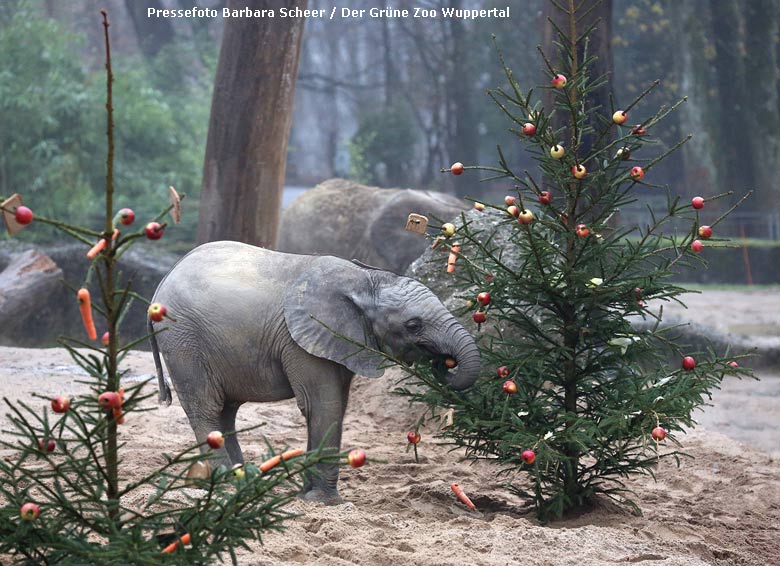 Advents-Sonderaktion bei den Afrikanische Elefanten mit geschmückten Tannenbäumen am 20. Dezember 2017 im Grünen Zoo Wuppertal (Pressefoto Barbara Scheer - Der Grüne Zoo Wuppertal)