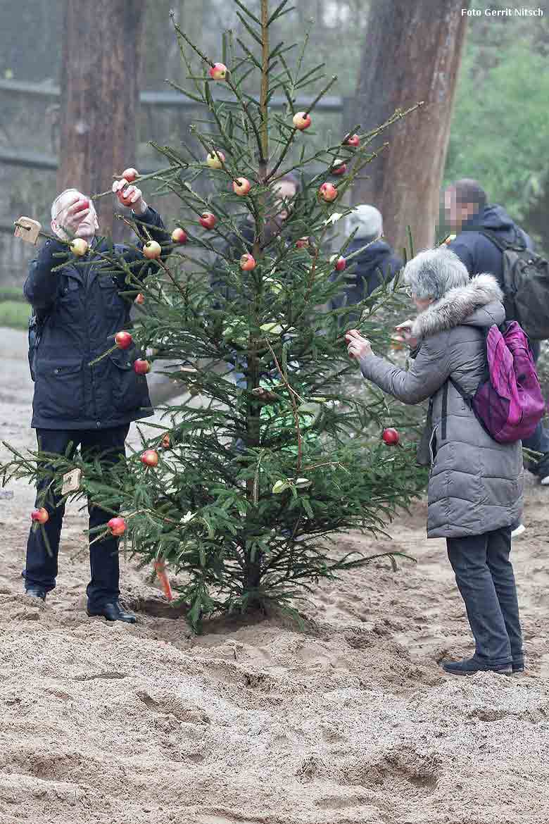 Zoogäste schmückten Tannenbäume bei der Advents-Sonderaktion auf der Anlage der Afrikanischen Elefanten am 20. Dezember 2017 im Grünen Zoo Wuppertal (Foto Gerrit Nitsch)