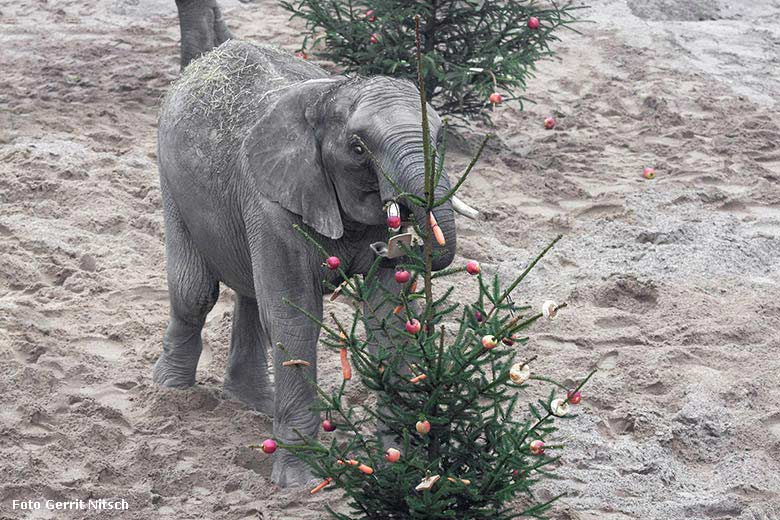 Afrikanischer Elefant mit Tannenbaum bei der Advents-Sonderaktion am 20. Dezember 2017 im Wuppertaler Zoo (Foto Gerrit Nitsch)