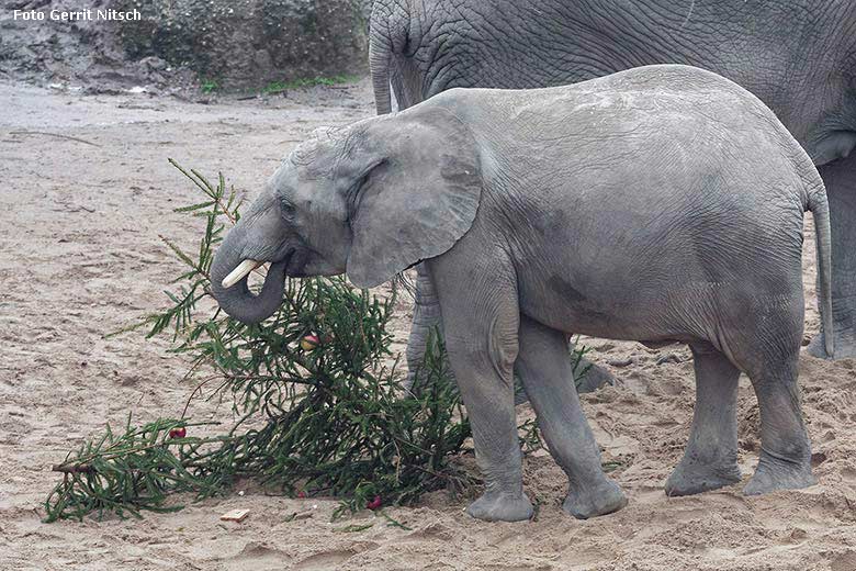 Afrikanischer Elefant mit Tannenbaum bei der Advents-Sonderaktion am 20. Dezember 2017 im Zoologischen Garten der Stadt Wuppertal (Foto Gerrit Nitsch)