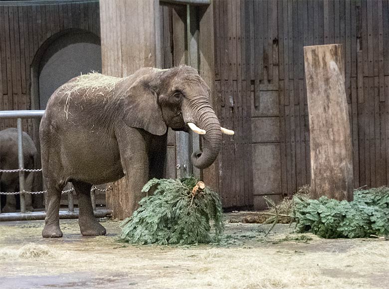 Afrikanische Elefantenkuh mit Tannenbäumen am 24. Dezember 2017 im Elefantenhaus im Grünen Zoo Wuppertal