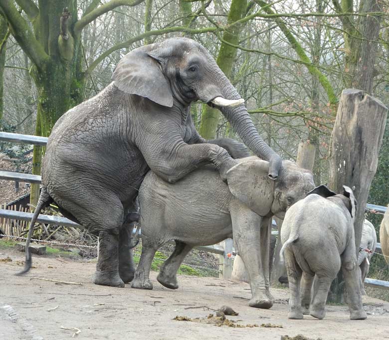 Paarung der Afrikanischen Elefanten TUSKER und SWENI am 27. Januar 2018 auf der Außenanlage am Elefantenhaus im Zoo Wuppertal