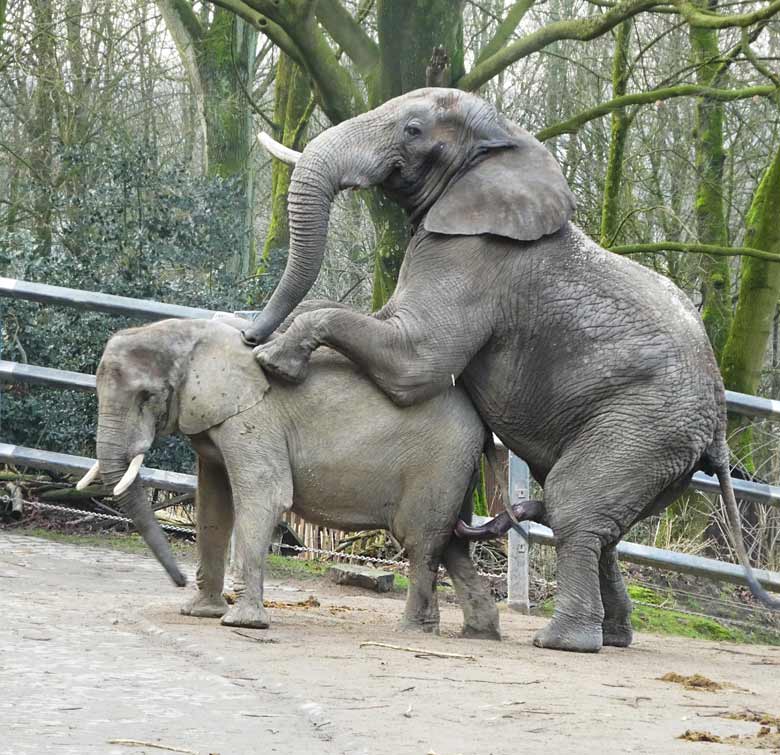 Paarung der Afrikanischen Elefanten TUSKER und SWENI am 27. Januar 2018 auf der Außenanlage am Elefantenhaus im Zoo Wuppertal